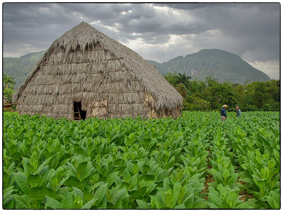 Champ de tabac - Photo Alain Besnard