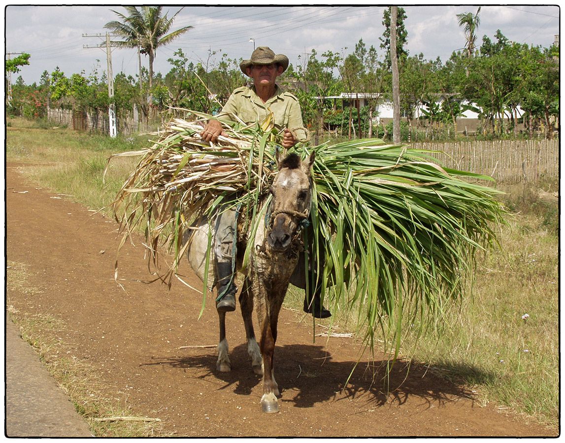 Transport de canne - Photo Alain Besnard